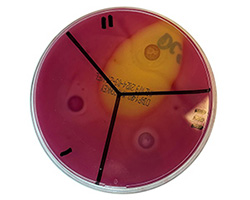 I2Pure Test Results