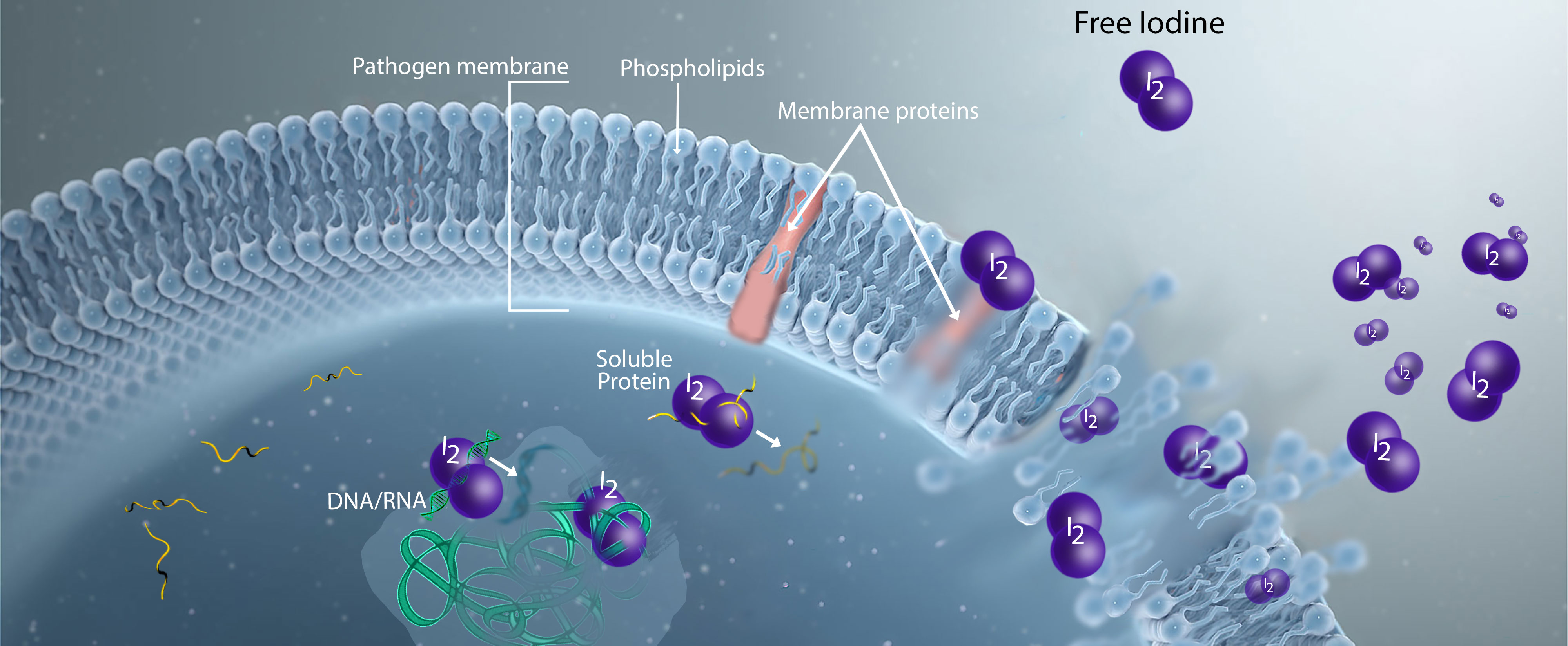 mechanics of action